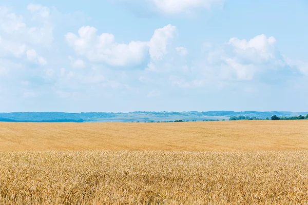 Bel campo di grano — Foto Stock