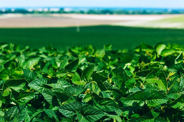 Campo di soia verde — Foto Stock