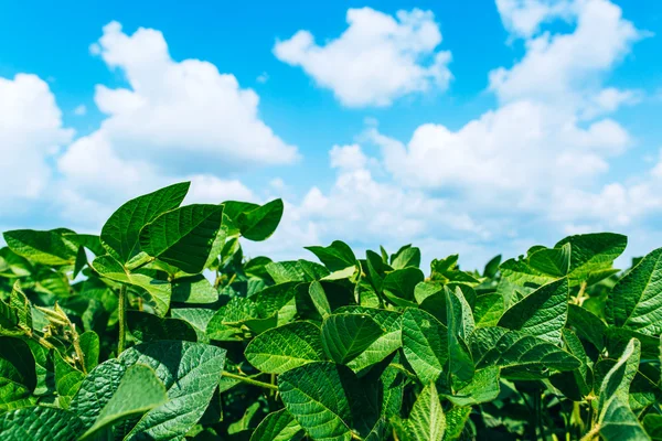 Campo de soja verde — Fotografia de Stock