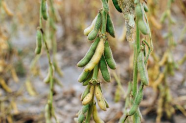 Soya fasulyesi alanında