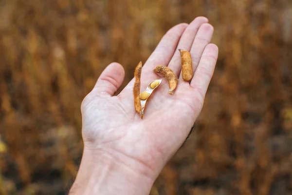 Petani tangan dengan kacang kedelai — Stok Foto