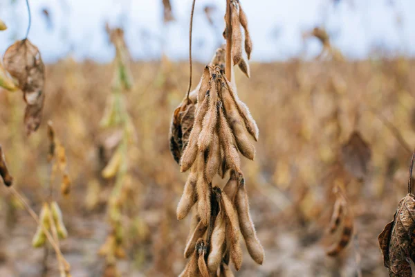 Semi di soia nel campo — Foto Stock