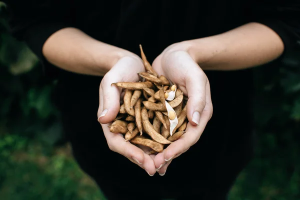 간장 콩 농부 손 — 스톡 사진