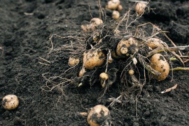 patates yumrular bitkilerle