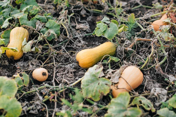 Pumpkins on the field in autumn — Stock Photo, Image
