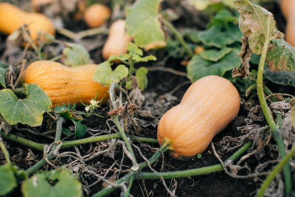 Pumpkins on the field in autumn — Stock Photo, Image