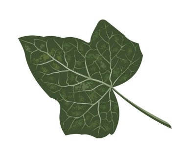 Gerçekçi sarmaşık yaprağı, botanik adı Hedera, beyaz arka planda izole edilmiş vektör, öksürüğe karşı tıbbi etkileri olan sürünen bitki, tıbbi bitkiler,