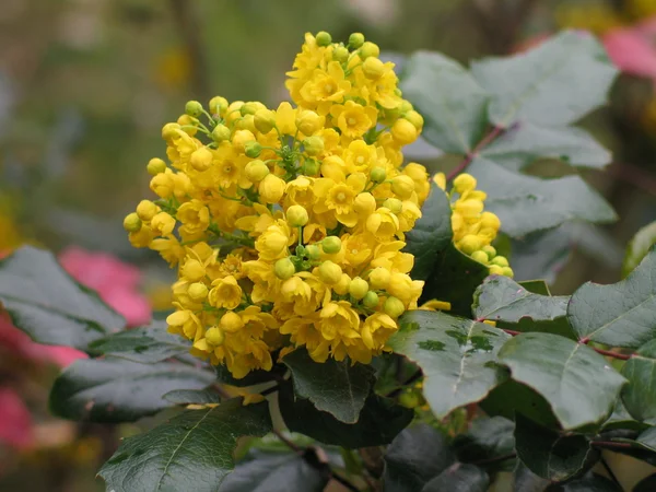 Detalj gula blommande buskar mahonia - mahonia aquifolium — Stockfoto