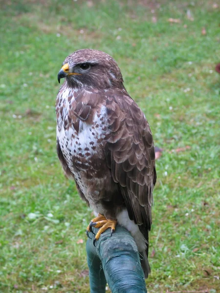 Falco domato addestrato a cacciare — Foto Stock