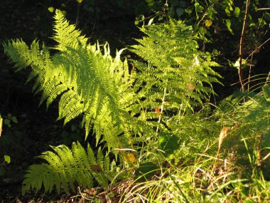 Güneşli orman kenarı bir sürü eğreltiotu