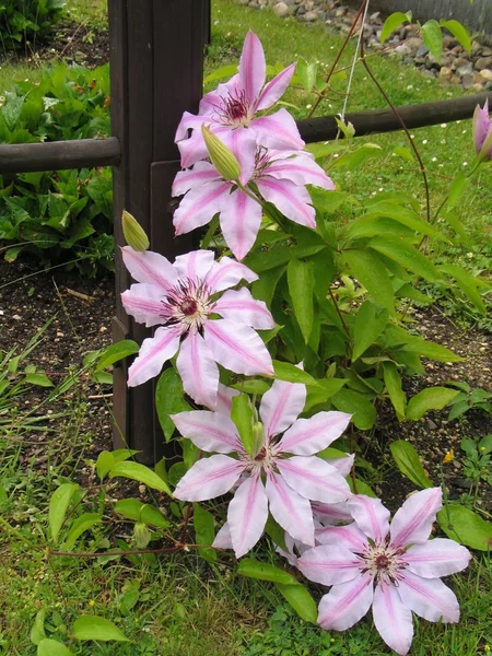 Clematis - klättring sommar blomma i rosa färg variant — Stockfoto