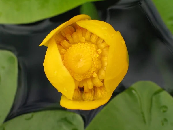 Flor de água botânica chamada Nuphar lutea — Fotografia de Stock