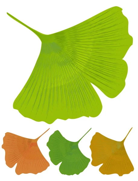 Foglia isolata di ginkgo biloba, albero medicinale con effetto antiossidante. Varianti di colore dell'albero - verde, giallo, arancione — Vettoriale Stock