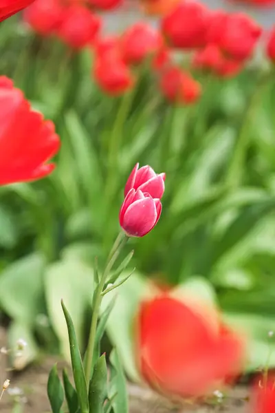Pink Tulip Flowers Bloom Spring Season Selective Focus Bokeh — Stock Photo, Image