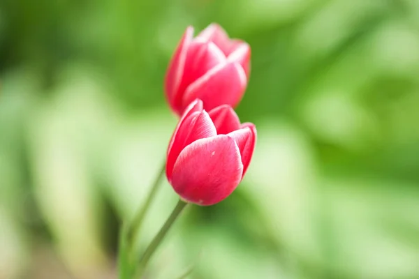 Pink Tulip Flowers Bloom Spring Season Selective Focus Bokeh — Stock Photo, Image