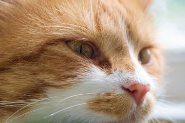 Hayvanın burnuna özenle odaklanmış kızıl kedi, makro