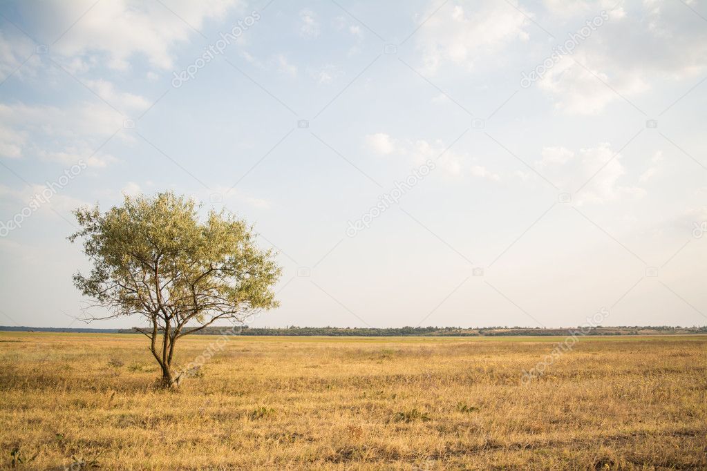 Single tree in summer field landscape