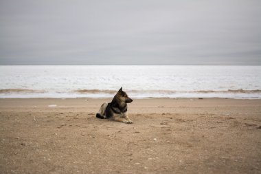 Kış deniz plajında yalnız üzgün köpek