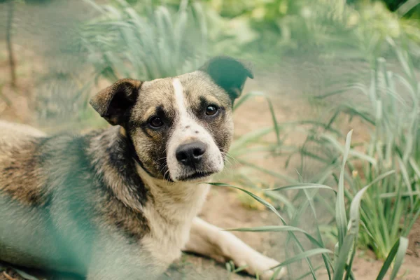 Lonely sad domestic dog look outdoor