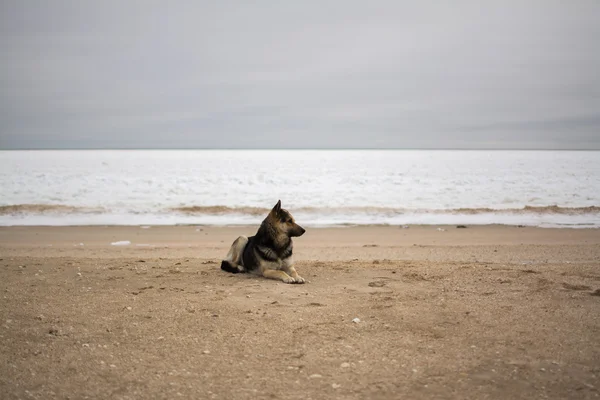 Lonely sad dog on winter sea beach