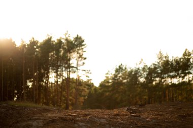 Sıcak ışık ve çam ağaçlarıyla dolu güneşli bir orman. Gün batımı tonları ile huzurlu doğal manzara.