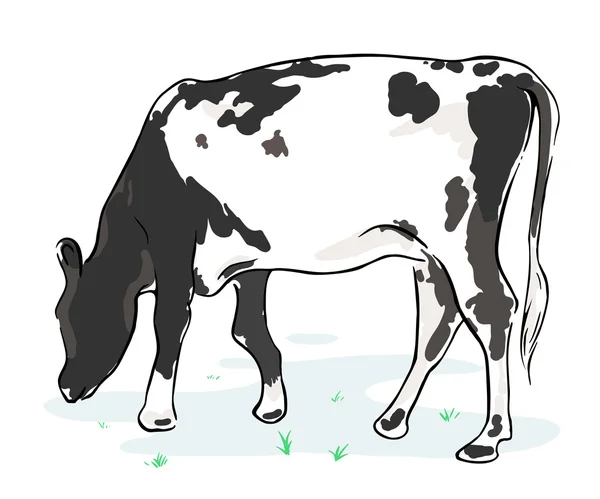 Vache sur fond blanc — Image vectorielle