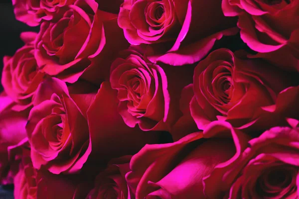 Czerwone róże w tle. Close up widok bukiet róż bordo — Zdjęcie stockowe