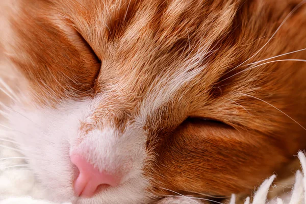 Close up of sleeping red cat face with pink nose — Stock Photo, Image