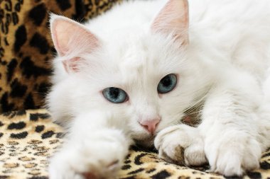 Mavi gözlü güzel beyaz tüylü kedi kanepede dinleniyor..