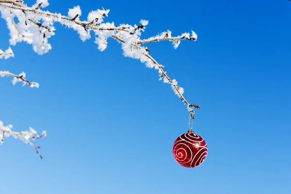 Rote Weihnachtskugel hängt am frostbedeckten Ast vor klarem, strahlend blauem Winterhimmel. — Stockfoto