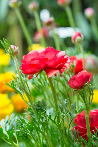 Düğünçiçeği asiaticus fidan bir çiçek bahçesinde