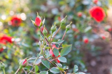 Sabahları güzel gül bahçesi