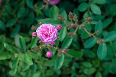 Bahçede güzel bir gül