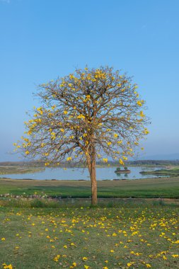 Supanika çiçek, Cochlospermum regium, mavi gökyüzü ile