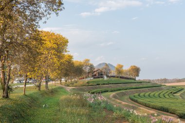 Supanika çiçek, Cochlospermum regium, mavi gökyüzü ile