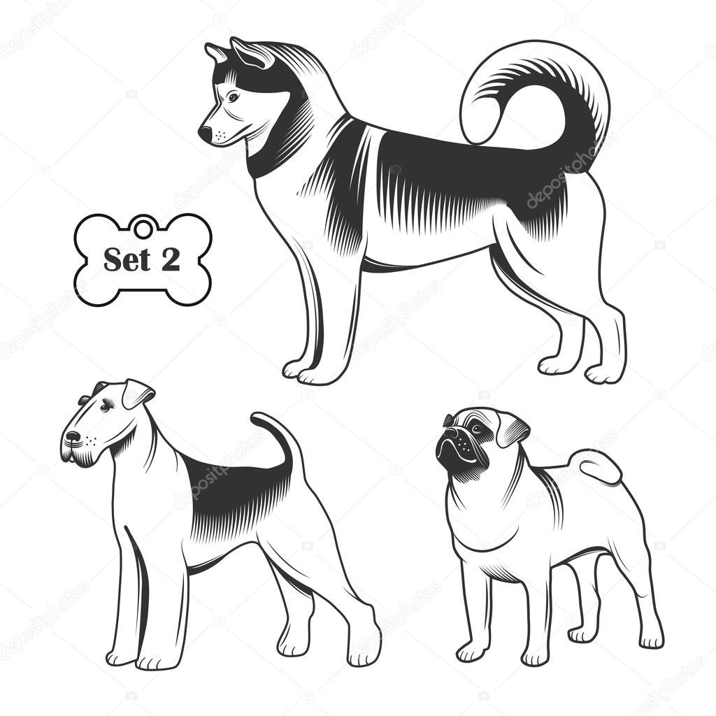 Breeds of dogs set