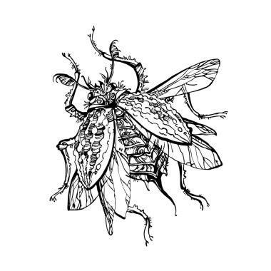 Cockchafer ya da hata