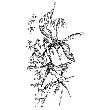 Siyah doğrusal yusufçuk