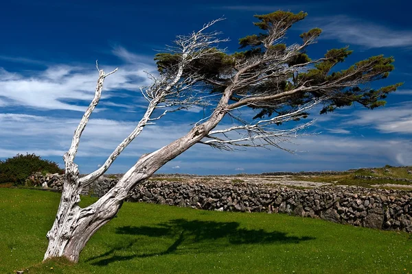 Desolate tree in Irish landscape — Stock Photo, Image