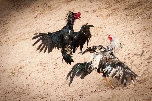 Gamecocks kavga ediyorlar — Stok fotoğraf