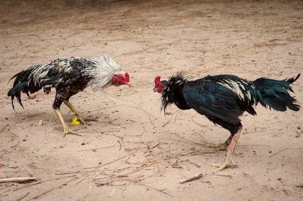 Fighter cocks — Stock Photo, Image