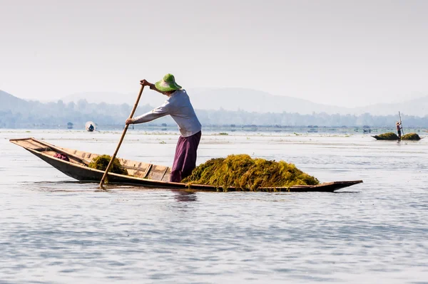 Burmese farmer on Inle Lake — Stock Photo, Image