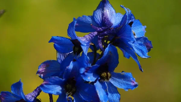 Temmuz Mavi Bahçe Çiçeği — Stok fotoğraf