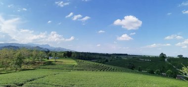 Chiangrai, Tayland - 6 Haziran 2019 Choui Fong çay çiftliği manzarası