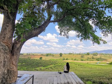 Genç kadın büyük ağacın altında oturuyor ve Chiangrai, Tayland 'daki Choui Fong çay tarlasına bakıyor..