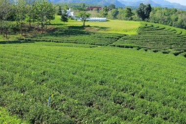 Choui Fong çay çiftliği ve mavi gökyüzü. Chiangrai, Tayland.
