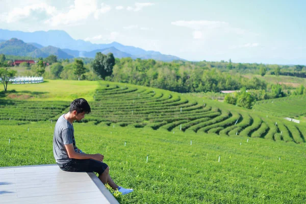 Choui Fong çay tarlasına bakan genç bir adam. - Chiang Rai Tayland.