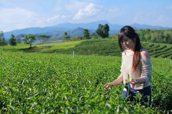 Young woman stand in the tea plantation surrounded by sky and mountain view.  Choui Fong tea plantation at Chiangrai, Thailand.