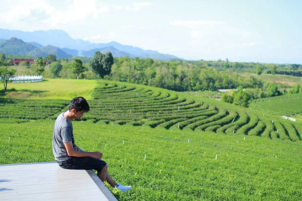 Choui Fong çay tarlasına bakan genç bir adam. - Chiang Rai Tayland.
