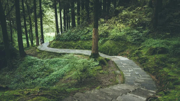 Lange Straße Grünen Wald Alishan National Forest Recreation Area Chiayi — Stockfoto